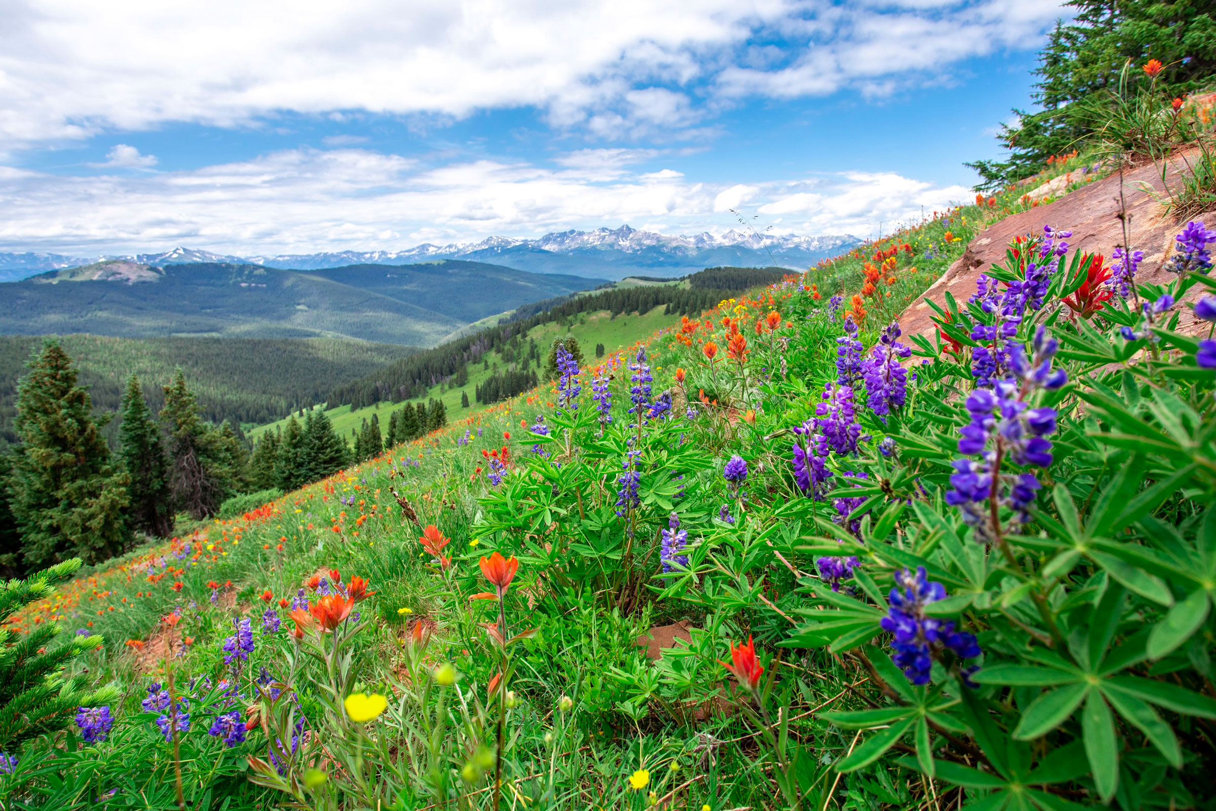 Colorado Wildflowers on a vibrant mountain hillside view.